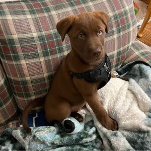 Meet your Posher, Peter